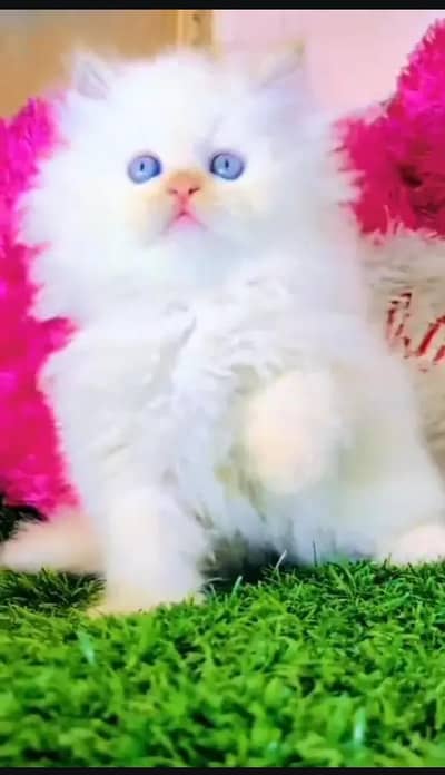 Persian cat for sale my WhatsApp number 0322-97-21-876