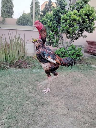 Pakistani aseel murga for sale