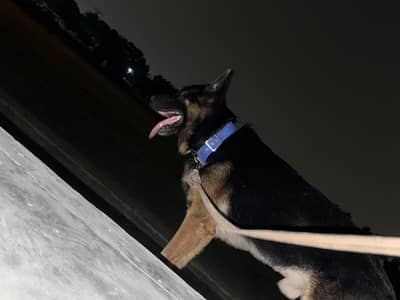 german Shepherd