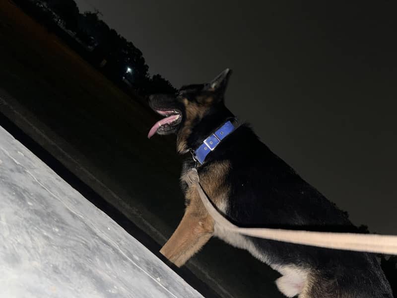 german Shepherd 0