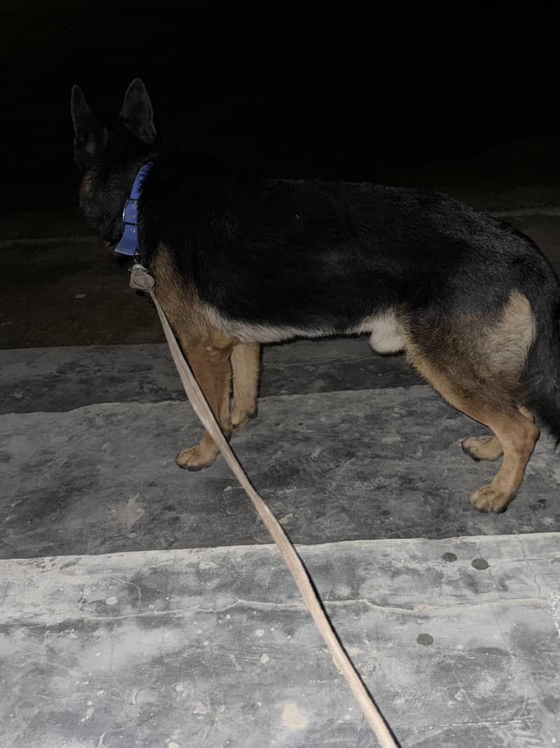 german Shepherd 1