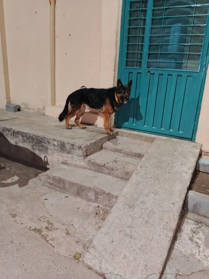 german Shepherd 2