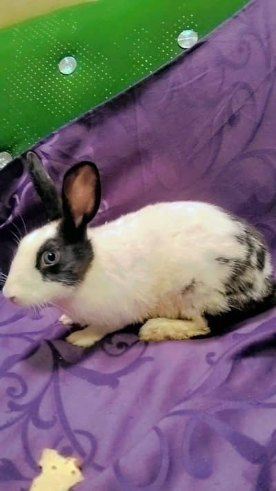 adult desi rabbits pair ready for breeding