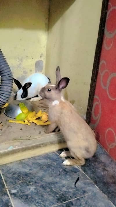 adult desi rabbits pair ready for breeding