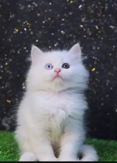 Persian cat for sale my WhatsApp number 0322-97-21-876