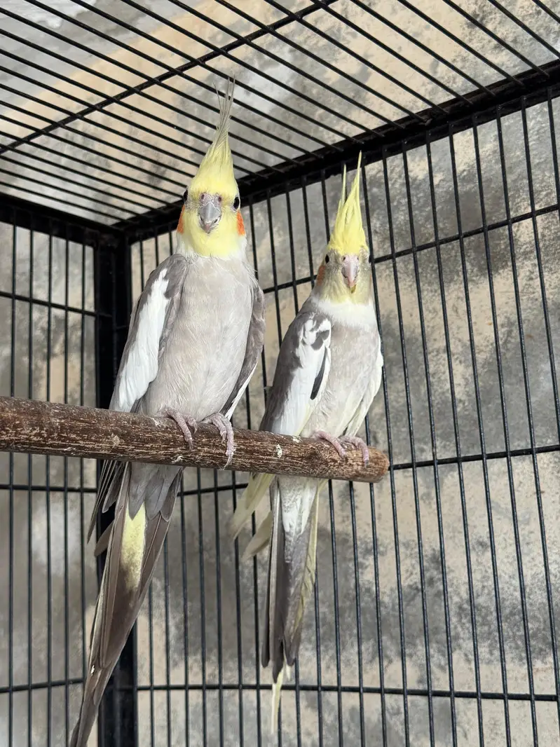 Cocketail for sale.