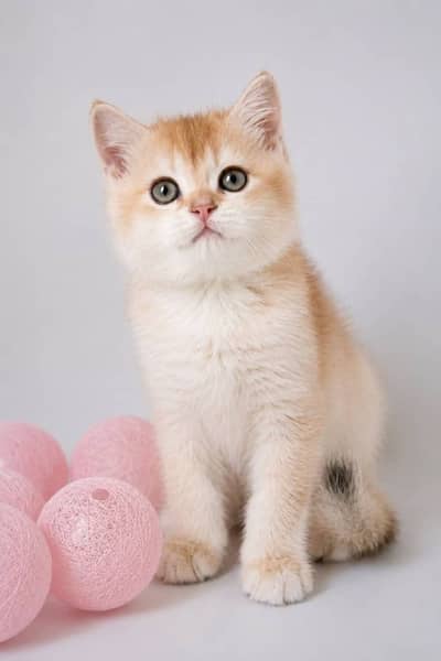 British shorthair