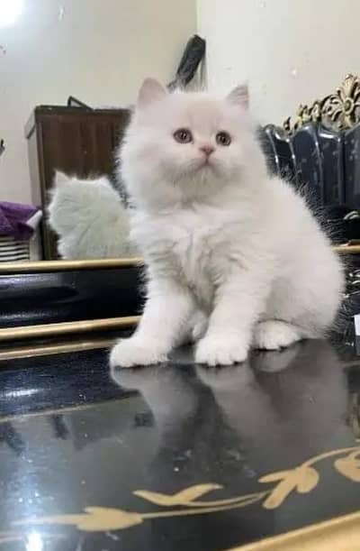 Persian cat for sale my WhatsApp number 0322-97-21-876