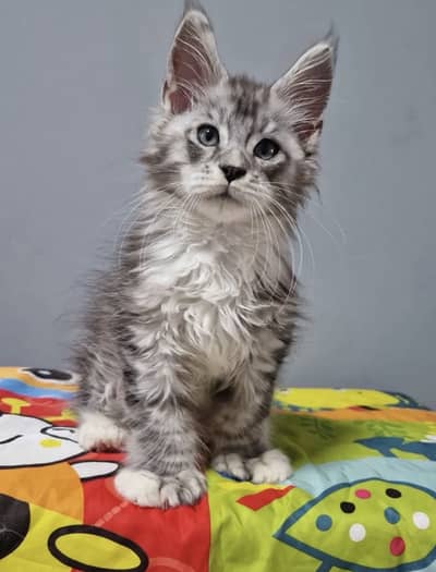 Maine coon