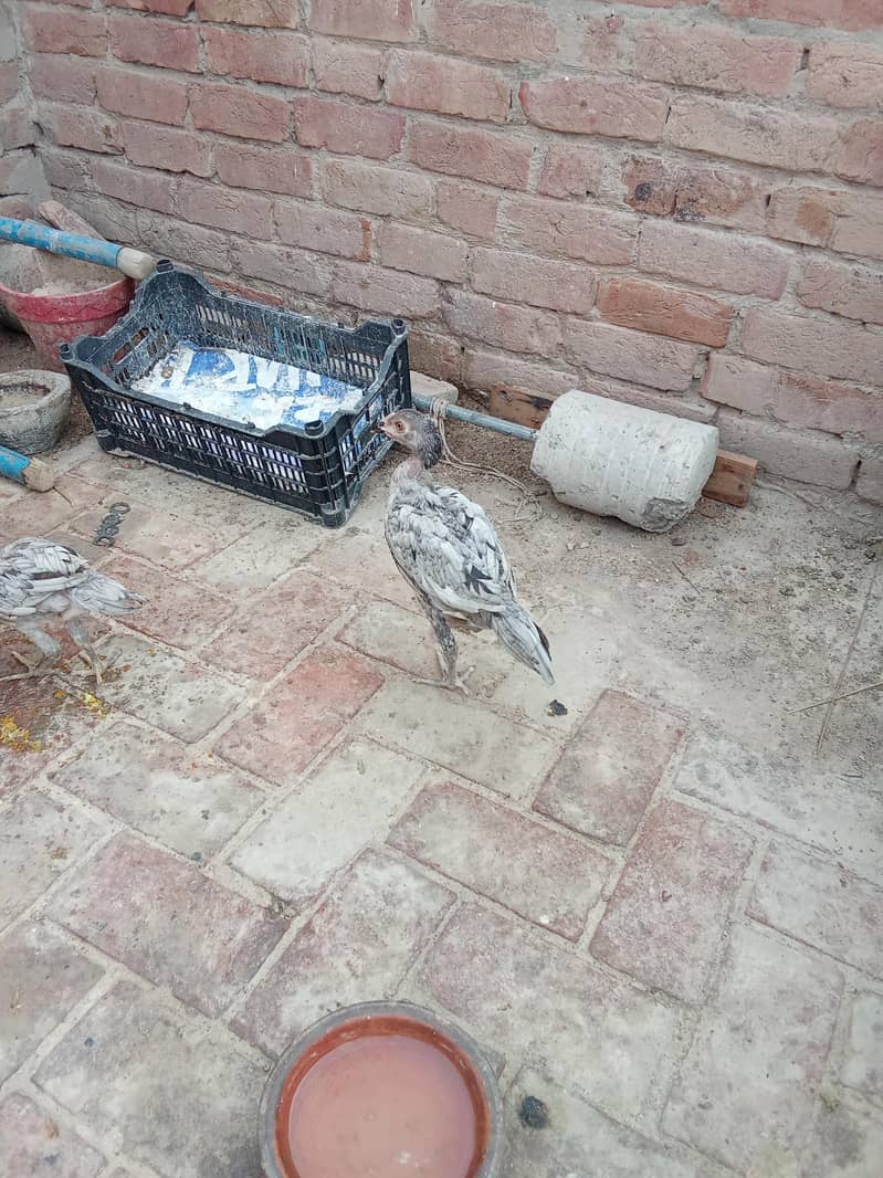 aseel pathi 0