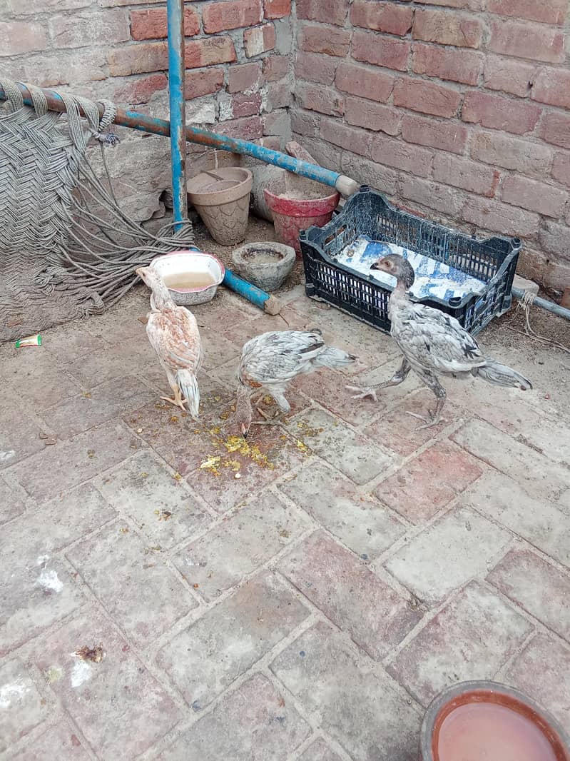 aseel pathi 1