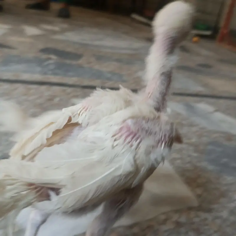 heer chicks available 2.5 month & 4 plus hai — photo 3