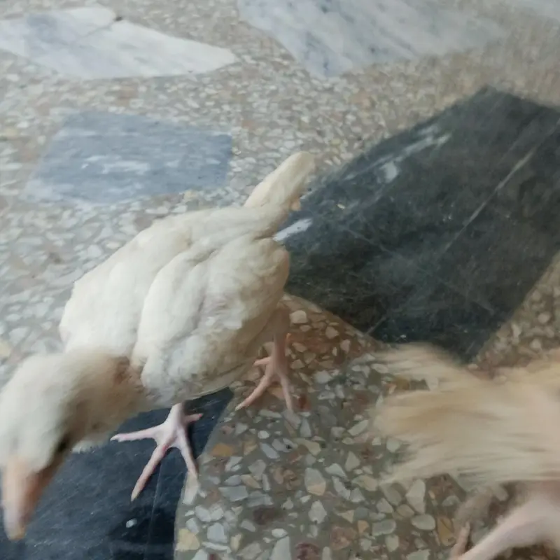 heer chicks available 2.5 month & 4 plus hai — photo 4