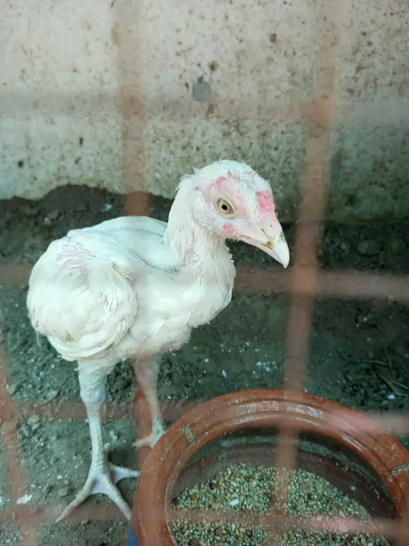 heer chicks available 2.5 month & 4 plus hai — photo 5