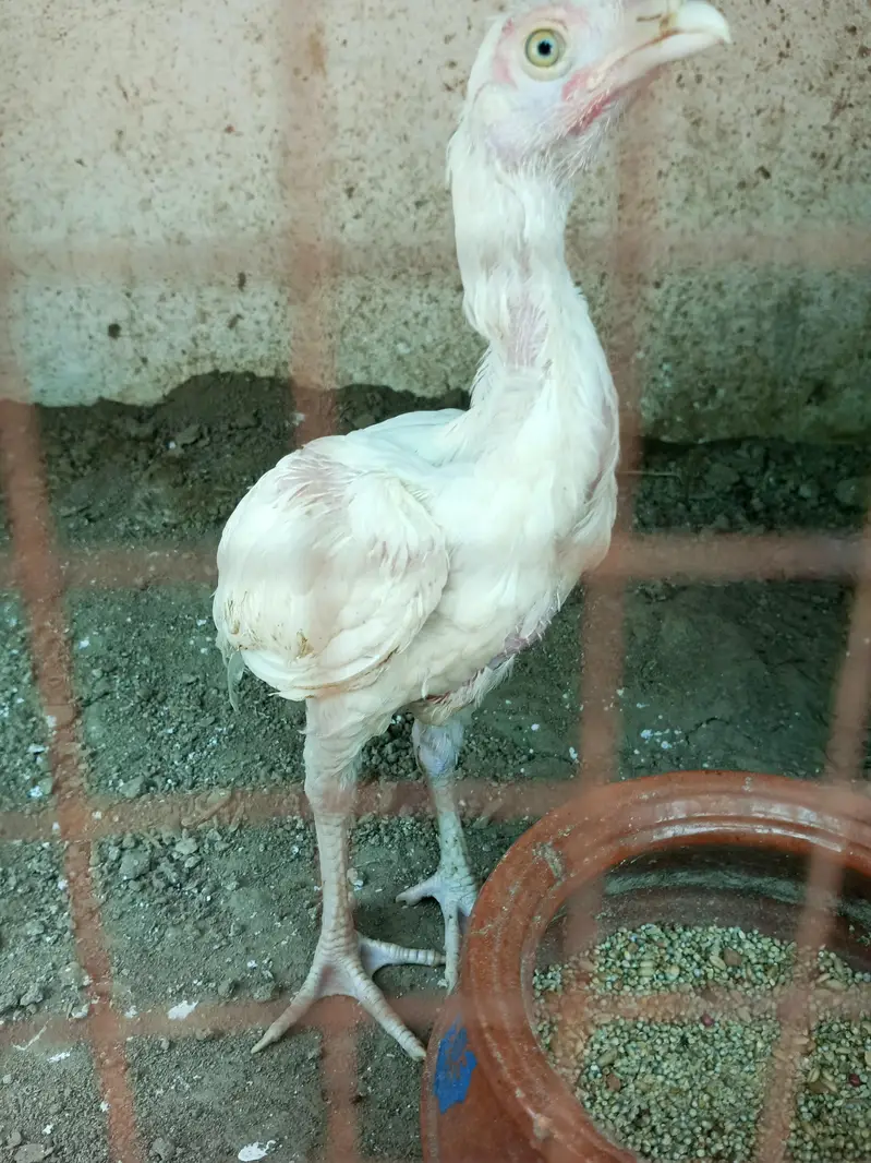 heer chicks available 2.5 month & 4 plus hai — photo 6