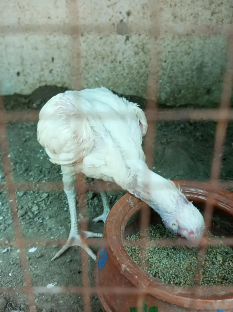heer chicks available 2.5 month & 4 plus hai — photo 7