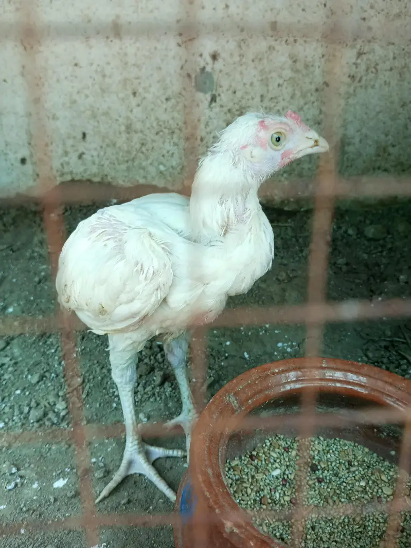 heer chicks available 2.5 month & 4 plus hai — photo 8