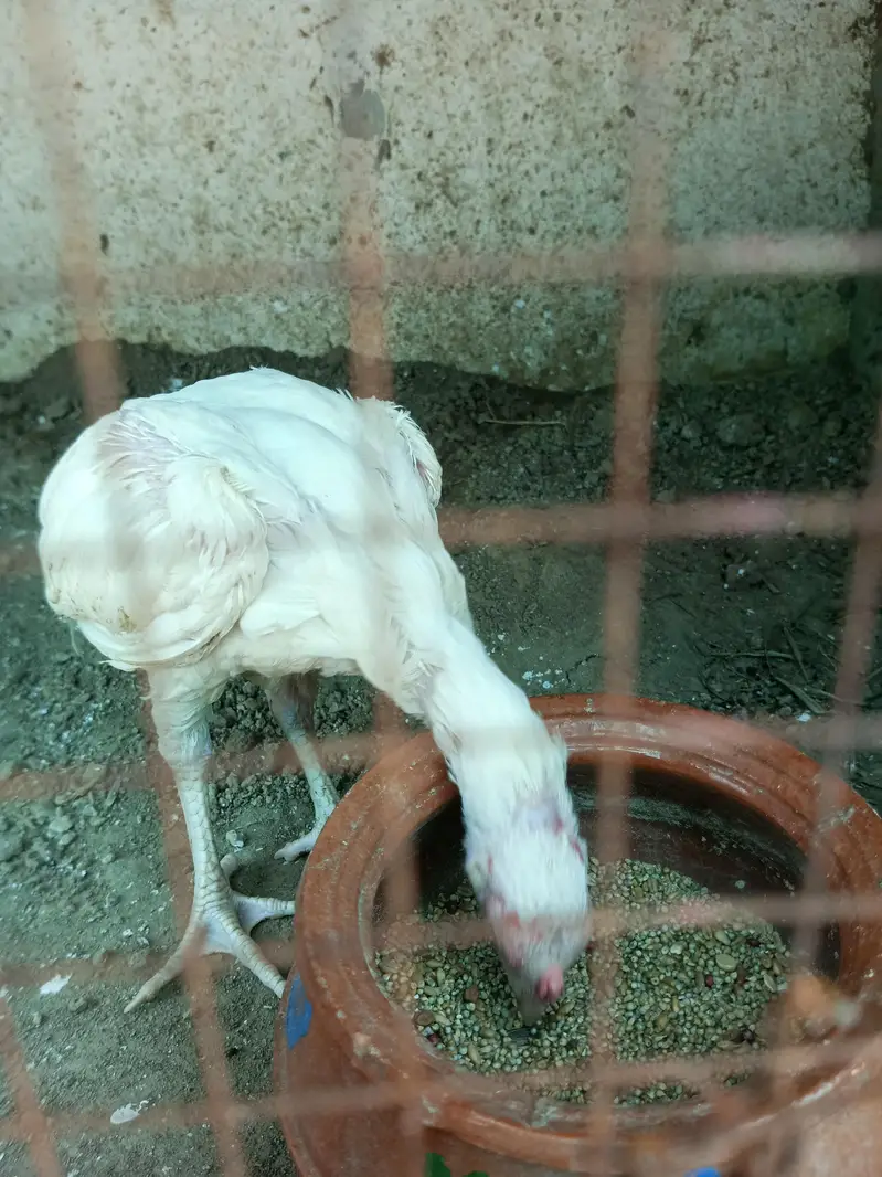 heer chicks available 2.5 month & 4 plus hai — photo 9