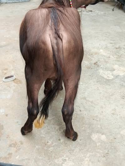 Katti for sale