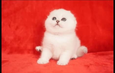 Scottish fold