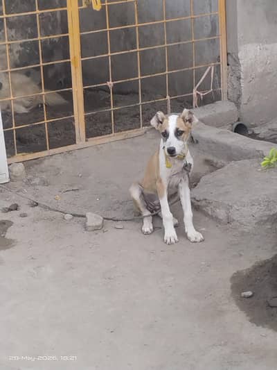 pewndki female