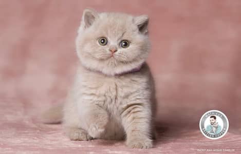 British shorthair