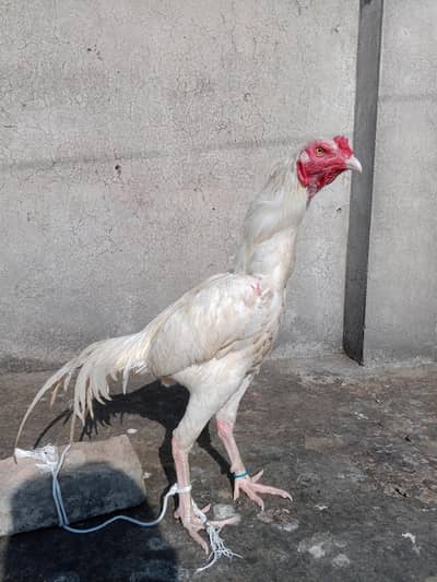 White Aseel Rooster | Healthy & Active