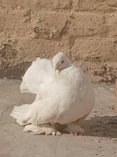 English male 03234548119