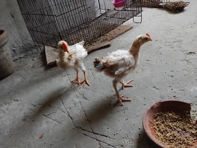 Desi chicks | Hen Cage | Hen Chicks| Wood Cage