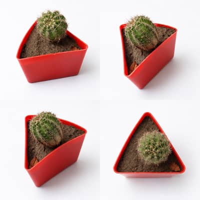 Cactus Plant For Sale