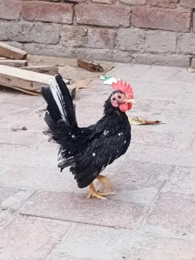 black mottled Japanese Bantam trio