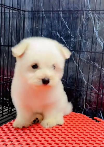 dog Russian dog
