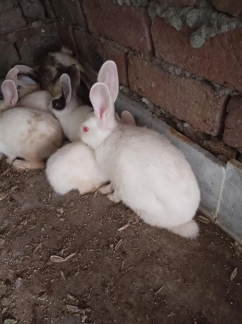 rabbit available male female total pc 10 — photo 2