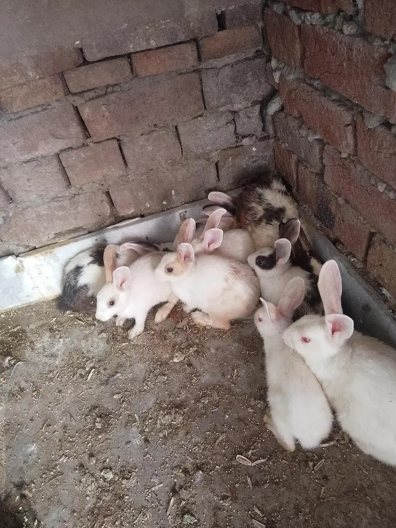 rabbit available male female total pc 10 — photo 3