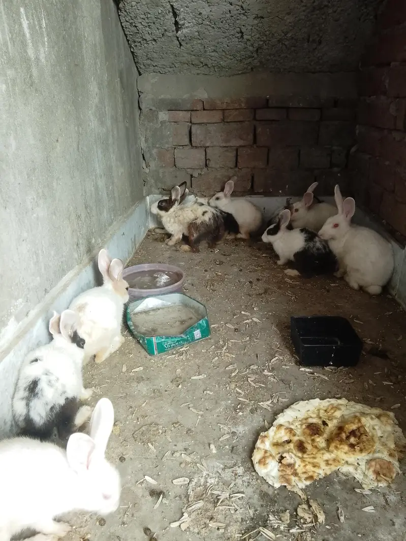 rabbit available male female total pc 10 — photo 4