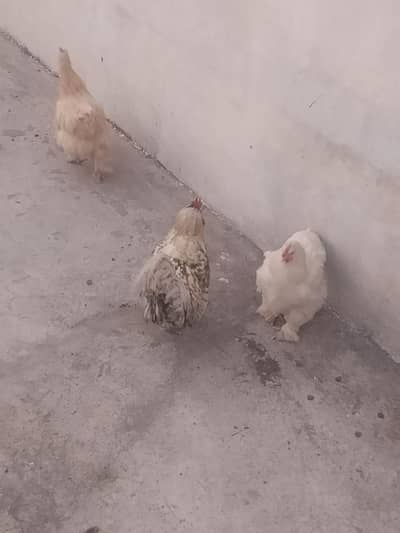 Cochin bantam