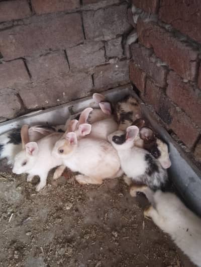 rabbit available male female 10 pc