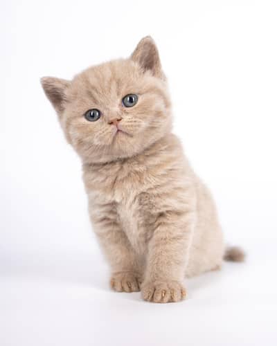 British shorthair