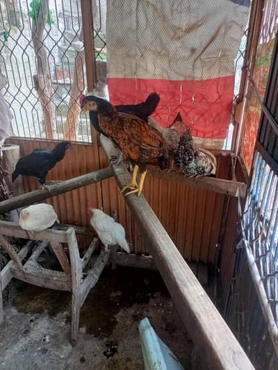 aseel pair for sale