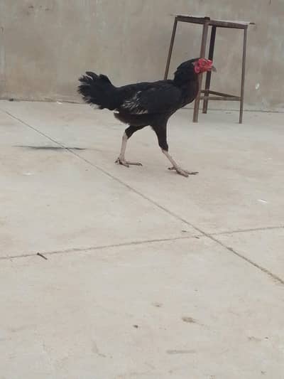 2 aseel maadi adult