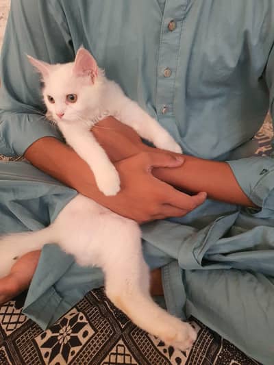Persian female kitten