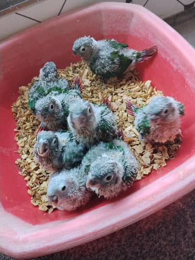 yellow sided red factor kenor chick's available for sale