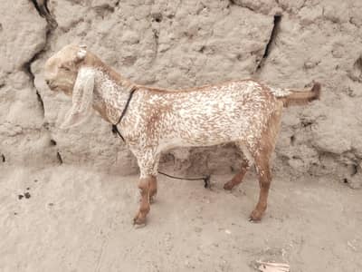 desi Bakra for sale/03487390292