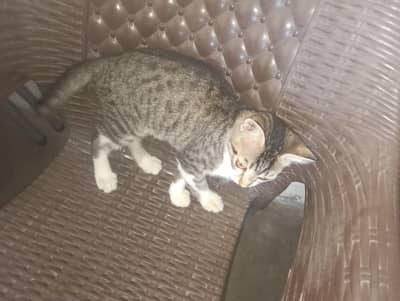 cat for sail