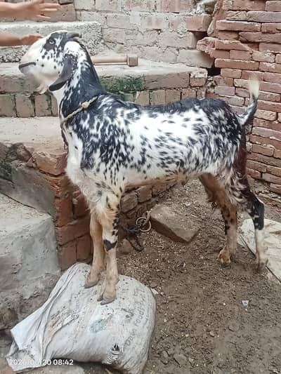 Desi Bakra