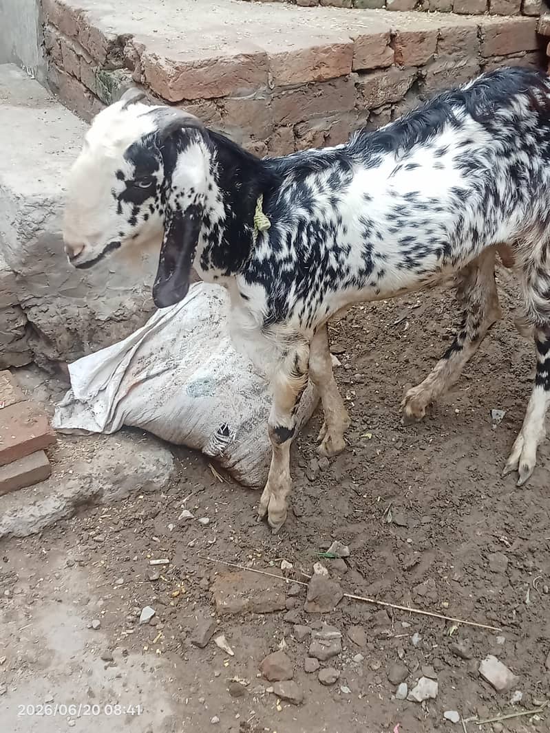 Desi Bakra 1