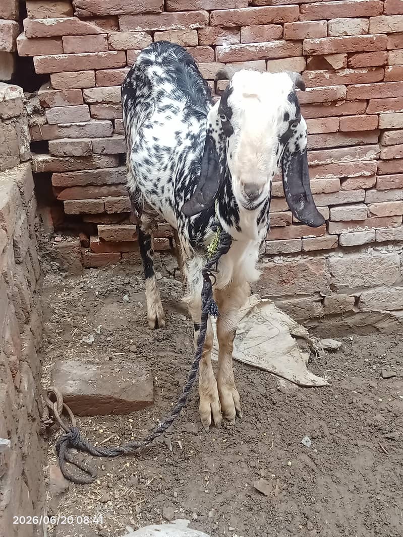Desi Bakra 2
