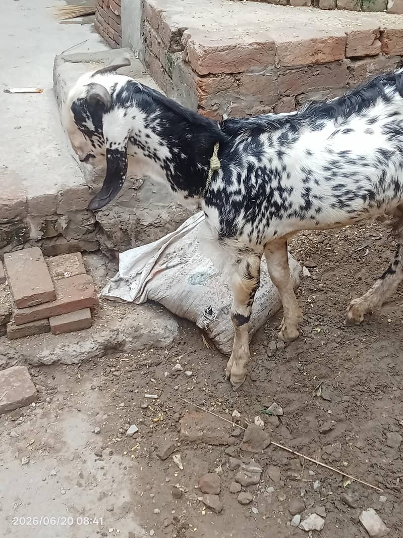Desi Bakra 3