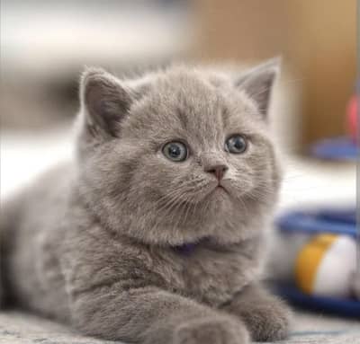 British shorthair