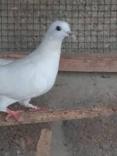wehshi phatii Highflyer & Pati waly pigeon
